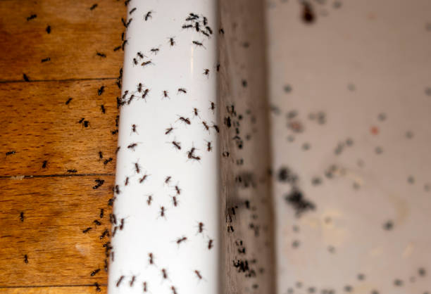 Best Wildlife Control Services  in Harrison, NJ